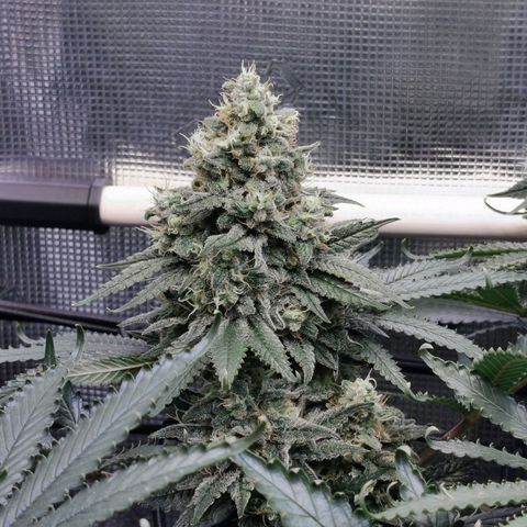 Cookies Kush #2 growlog timeline photo