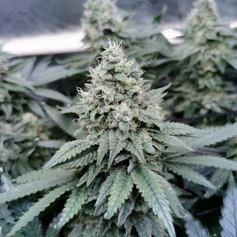 Cookies Kush #2 growlog timeline photo