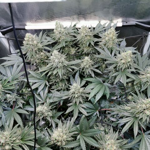 Cookies Kush #2 growlog timeline photo
