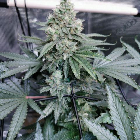 Cookies Kush #2 growlog timeline photo