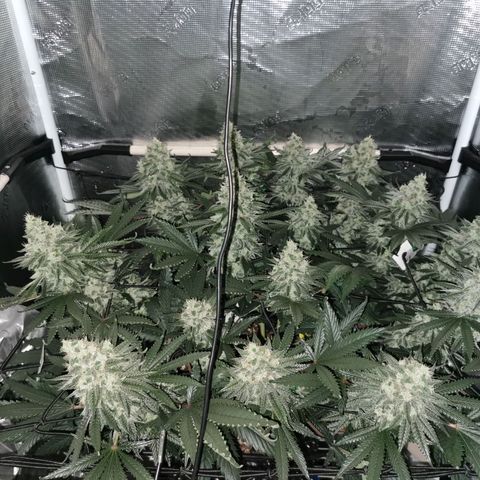 Cookies Kush #2 growlog timeline photo