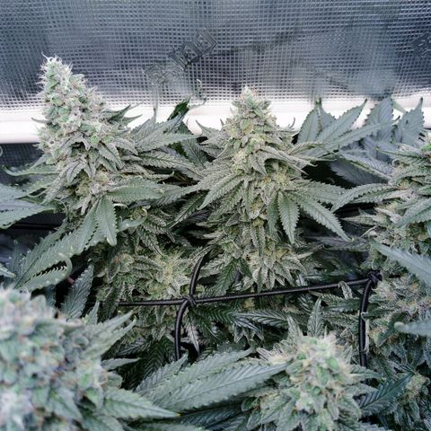 Cookies Kush #2 growlog timeline photo