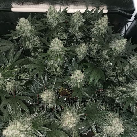 Cookies Kush #2 growlog timeline photo