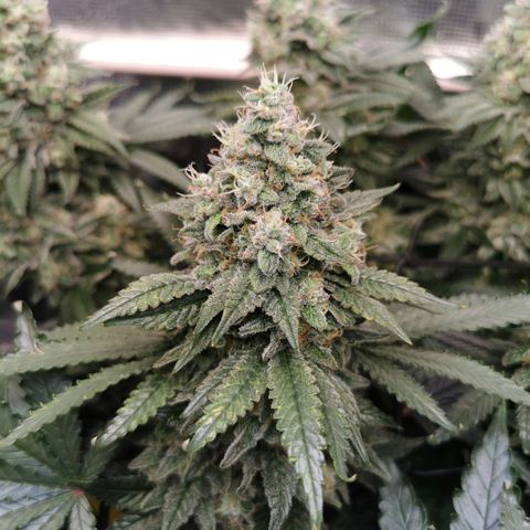 Cookies Kush #2 growlog timeline photo