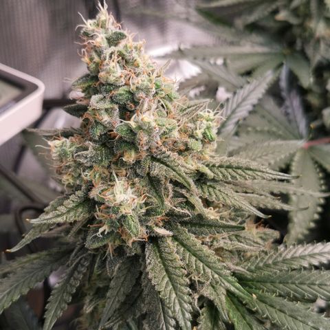 Cookies Kush #2 growlog timeline photo