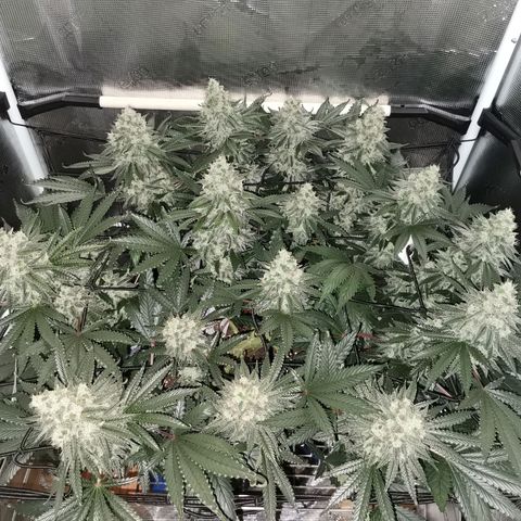 Cookies Kush #2 growlog timeline photo