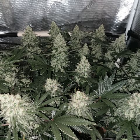 Cookies Kush #2 growlog timeline photo