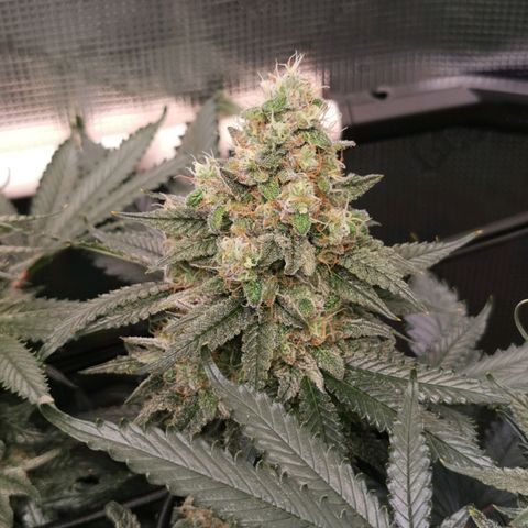 Cookies Kush #2 growlog timeline photo