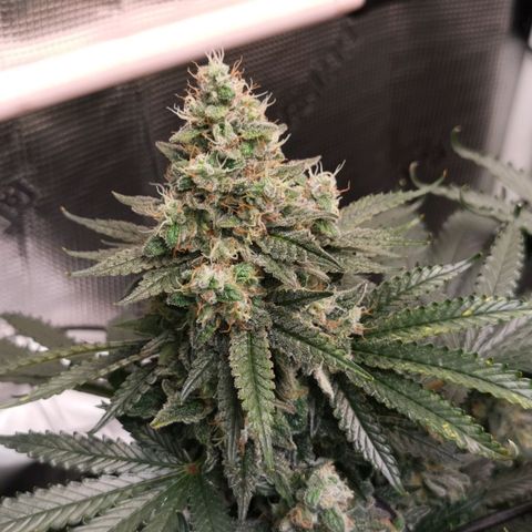 Cookies Kush #2 growlog timeline photo