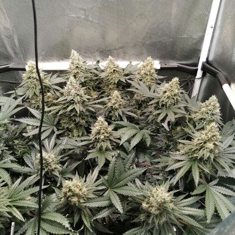 Cookies Kush #2 growlog timeline photo