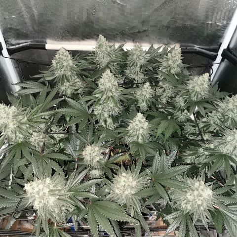 Cookies Kush #2 growlog timeline photo