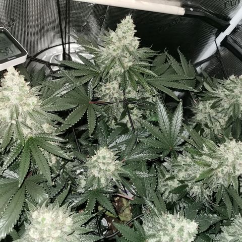 Cookies Kush #2 growlog timeline photo