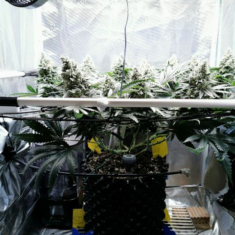 Cookies Kush #2 growlog timeline photo