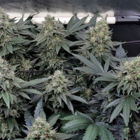 Cookies Kush #2 growlog timeline photo