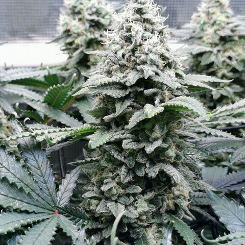 Cookies Kush #2 growlog timeline photo