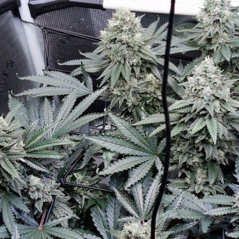 Cookies Kush #2 growlog timeline photo