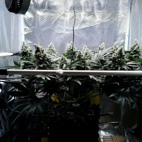 Cookies Kush #2 growlog timeline photo