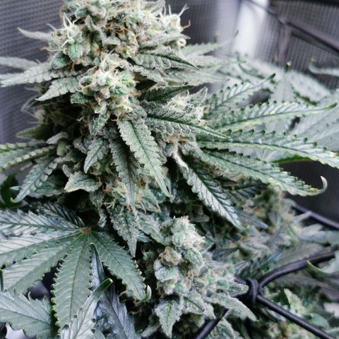 Cookies Kush #2 growlog timeline photo