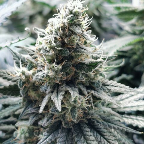 Cookies Kush #2 growlog timeline photo