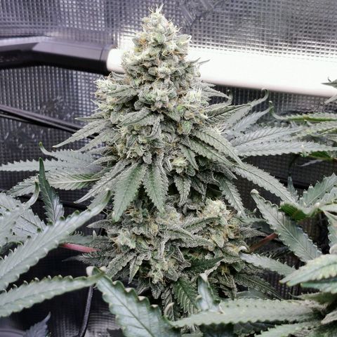 Cookies Kush #2 growlog timeline photo