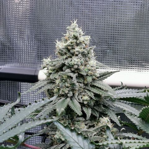 Cookies Kush #2 growlog timeline photo