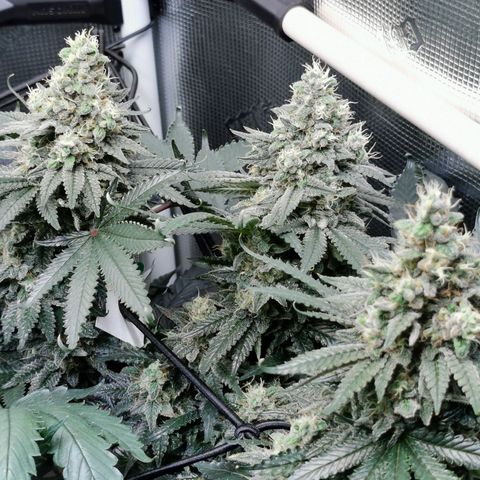 Cookies Kush #2 growlog timeline photo