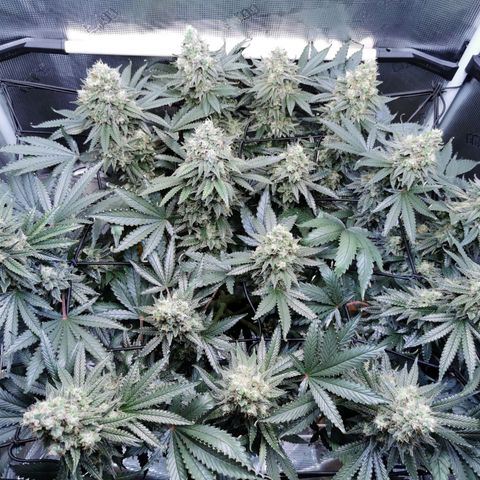 Cookies Kush #2 growlog timeline photo
