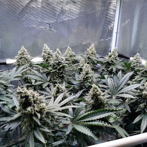 Cookies Kush #2 growlog timeline photo