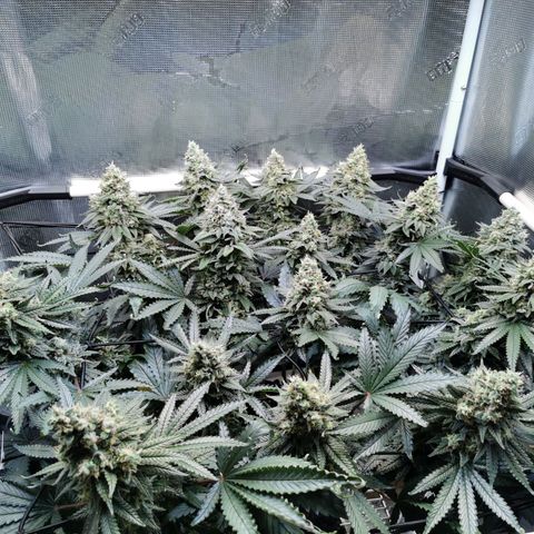 Cookies Kush #2 growlog timeline photo