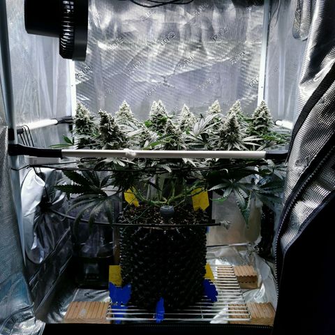 Cookies Kush #2 growlog timeline photo
