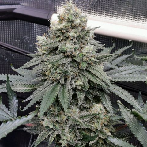Cookies Kush #2 growlog timeline photo