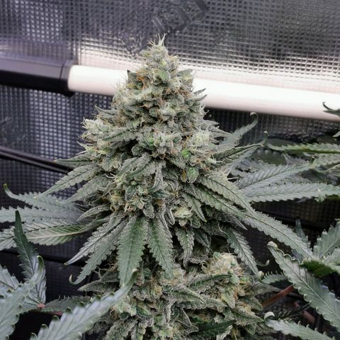 Cookies Kush #2 growlog timeline photo