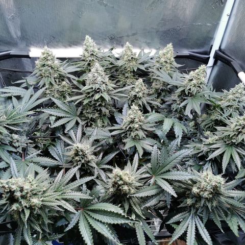 Cookies Kush #2 growlog timeline photo