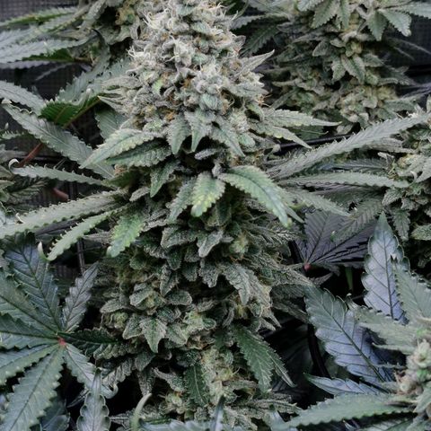 Cookies Kush #2 growlog timeline photo