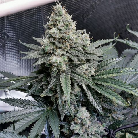 Cookies Kush #2 growlog timeline photo