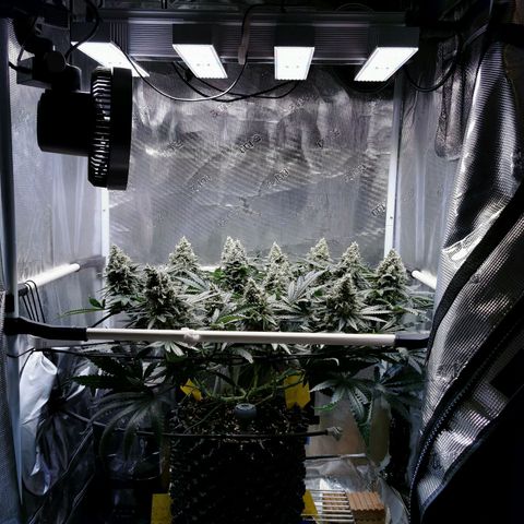 Cookies Kush #2 growlog timeline photo