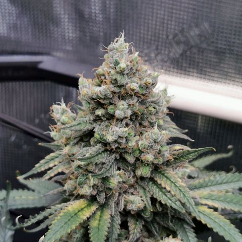 Cookies Kush #2 growlog timeline photo