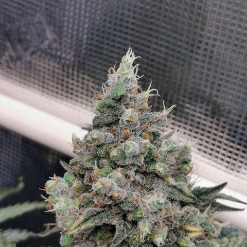 Cookies Kush #2 growlog timeline photo
