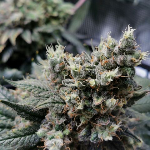 Cookies Kush #2 growlog timeline photo