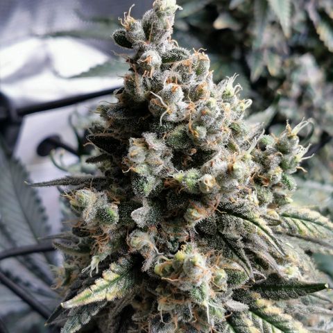 Cookies Kush #2 growlog timeline photo