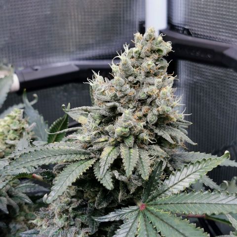 Cookies Kush #2 growlog timeline photo