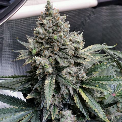 Cookies Kush #2 growlog timeline photo