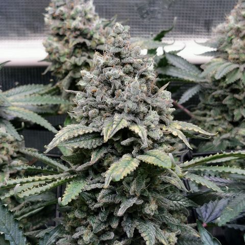 Cookies Kush #2 growlog timeline photo