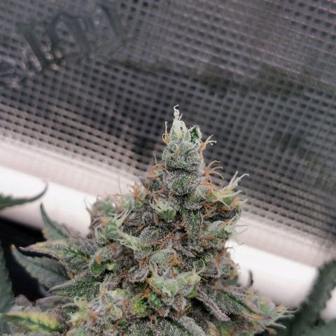 Cookies Kush #2 growlog timeline photo