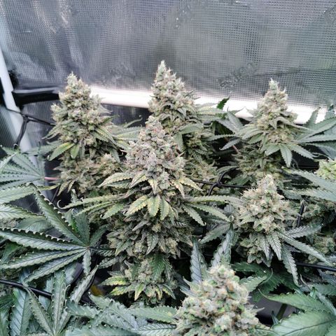 Cookies Kush #2 growlog timeline photo