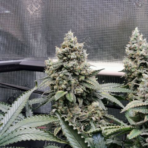 Cookies Kush #2 growlog timeline photo