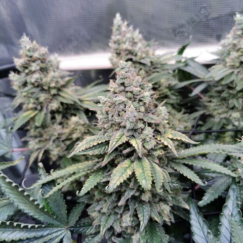 Cookies Kush #2 growlog timeline photo