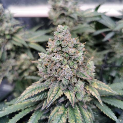 Cookies Kush #2 growlog timeline photo