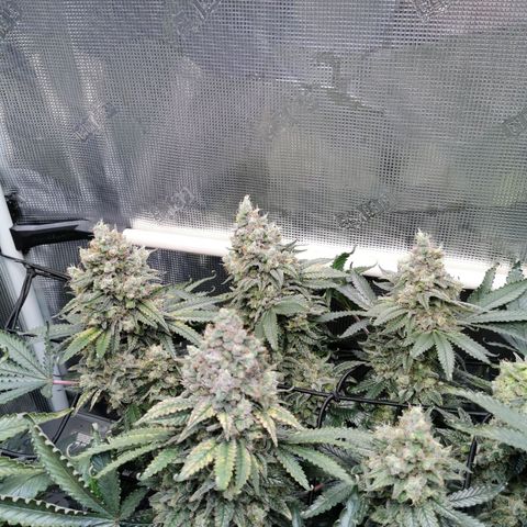 Cookies Kush #2 growlog timeline photo