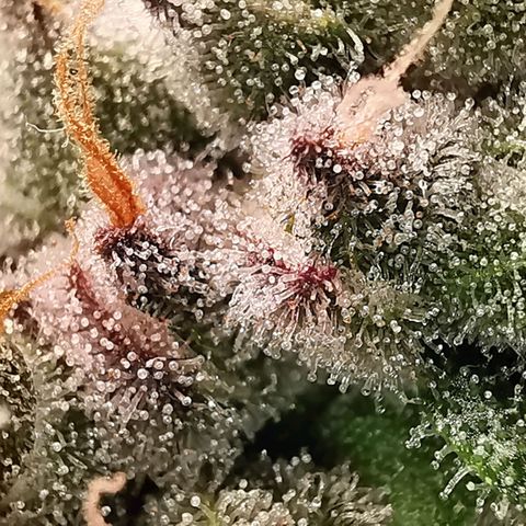 Cookies Kush #2 growlog timeline photo